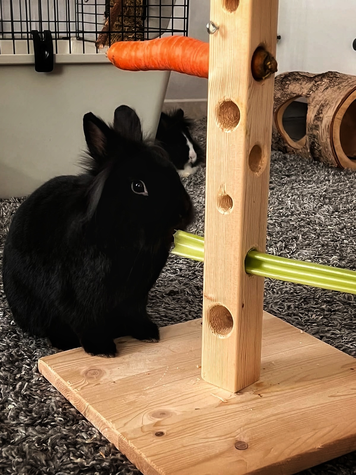 Pauli & Moppelchen (im Hintergrund)